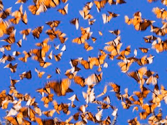 12. Visit the Monarch butterflies (Mexico)