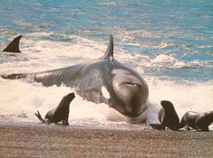 13. Watch orcas and seals (Argentina)